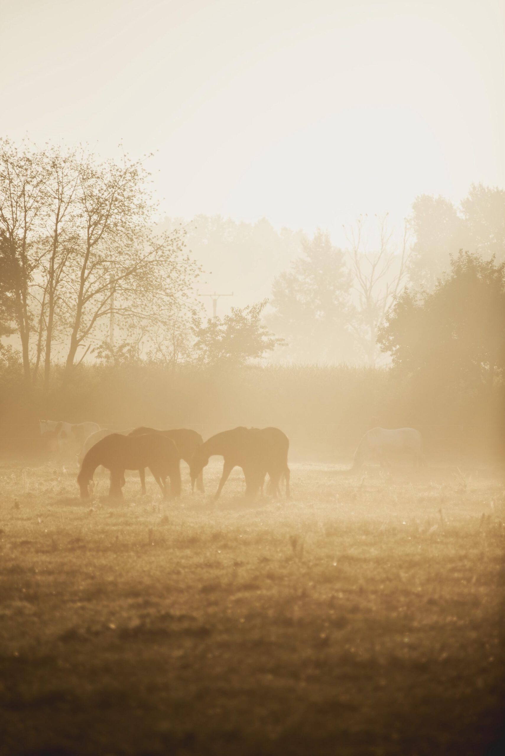 NBS-Breathwork - und die 3 Ebenen der Achtsamkeit – Bild 3